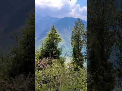 My Comfort Zoñé ☮️💞🌺😊