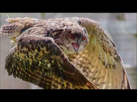 Opwekking 536 Kind van het licht