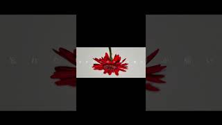 【#盗作ライブ】【#ヨルシカ】【#盗作再演】ヨルシカ LIVE TOUR 2021「盗作」セトリメドレー Guitar＆Basscover by フクレモ.    #盗作live  #キタニタツヤ