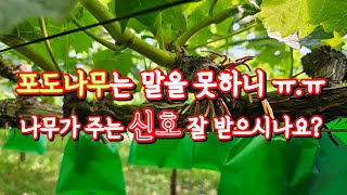 7월 포도나무의 숨막힌다는 신호 #부정근#과습, 주지에서 뿌리가 나온다