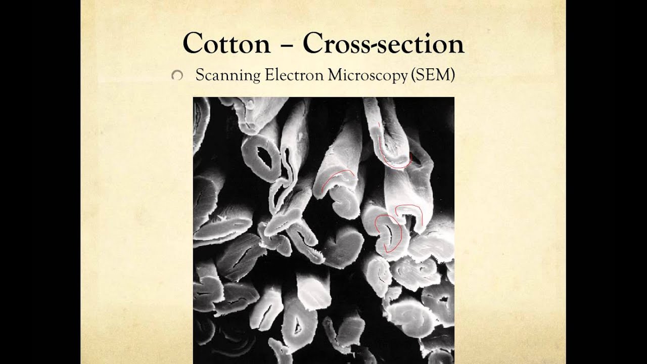Introduction to Fiber Analysis