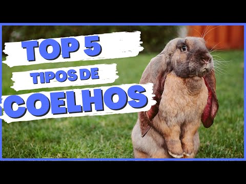 , title : 'TOP 5 TIPOS DE COELHOS - As Raças mais populares no mundo'