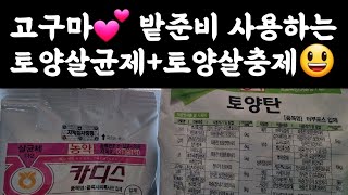 고구마