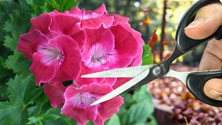 Don’t Be Afraid! Definitely do this with your geraniums in the fall!