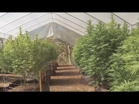 Sustainable Marijuana Grow