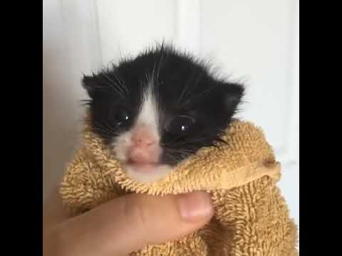 CALA BOCA PUTA! #shorts