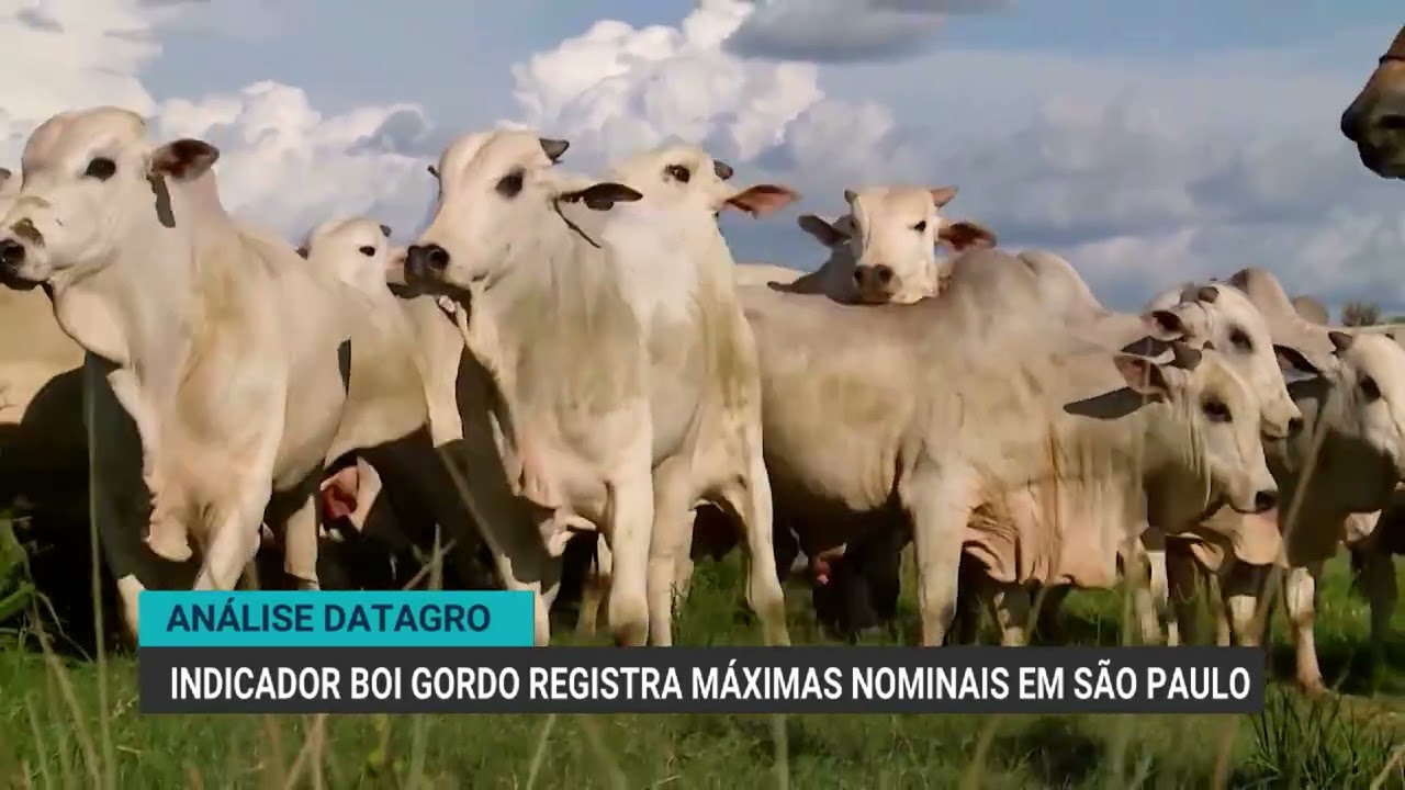 Análise Datagro | Boi gordo bate recorde histórico em São Paulo e supera R$ 376 por arroba