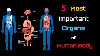 5 Most Important Organs of Human Body – Hindi �
