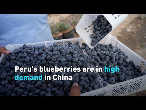 Peru's blueberries are in high demand in China