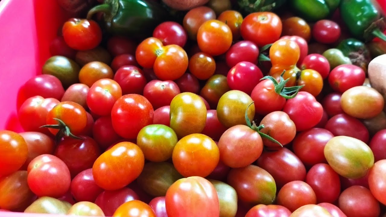 COLHI LINDOS TOMATE DE MESA , SAUDÁVEL SEM AGROTÓXICOS 🤠🍅🍅🍅