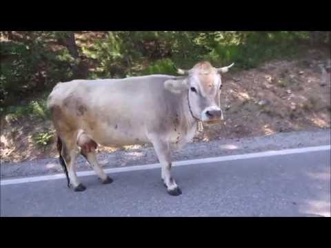 Gonoreas Balkan Tour 2016