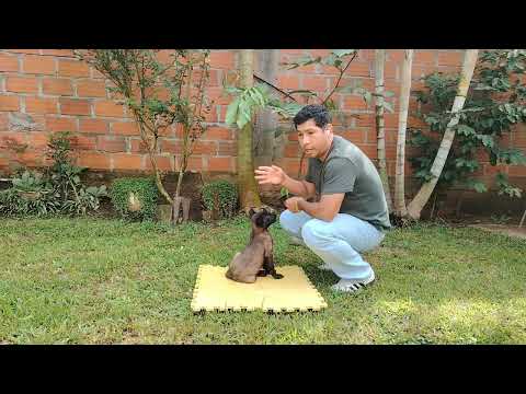 nahla día 1 de obediencia básica