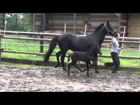 Royal Classic Hengstfohlen 5. 2013