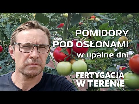 , title : 'Efekty dobrze prowadzonej fertygacji w uprawie pomidora pod osłonami'
