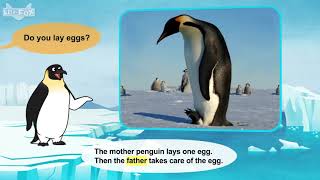 L2 036 Meet the Animals 36  Emperor Penguin