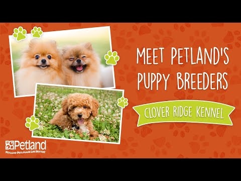 Petland Breeder Vlog Marvin Mullet – Clover Ridge Kennel – Full Version