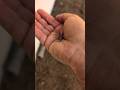 Tiny Rescue: Found This Little Lizard!