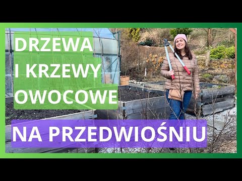 Cięcie drzew i krzewów owocowych na przedwiośniu. Jak ciąć porzeczkę?