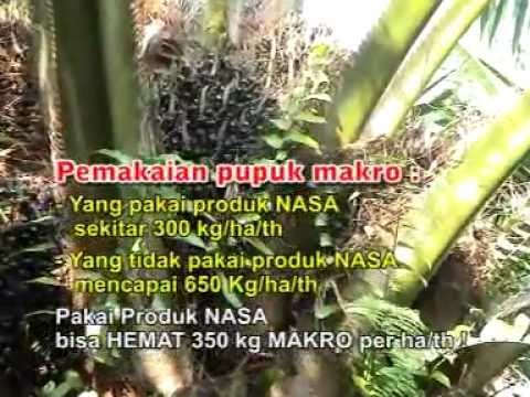 Obat-obatan herbal untuk impotensi Obat potensi pengobatan prostatitis