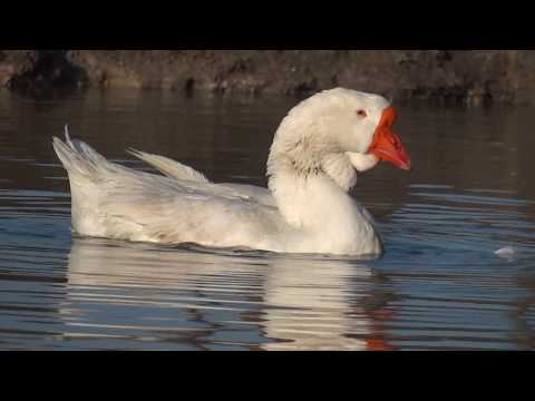 06.02.2018.Video 8.RUSLAN & NATASHA.Olympus Farm.