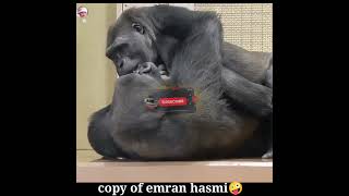 Download lagu ashiq banaya🦧🥰 #shorts #ytshorts #gorilla mp3 Download lagu ashiq banaya🦧🥰 #shorts #ytshorts #gorilla mp3
