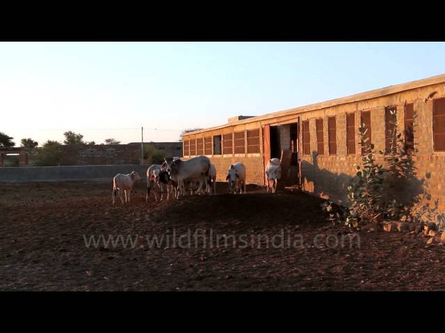 Rajasthan University of Veterinary and Animal Sciences vidéo #1