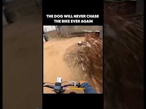 Dog will never chase a biker again 😂😂 #dog #bike #bikeride