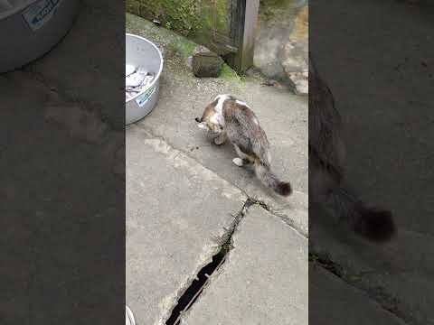 I love cat #cat #cute #animals 🙏🙏♥️♥️