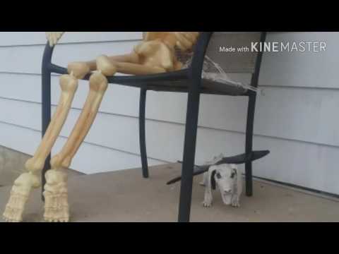 Halloween Decorations 2016