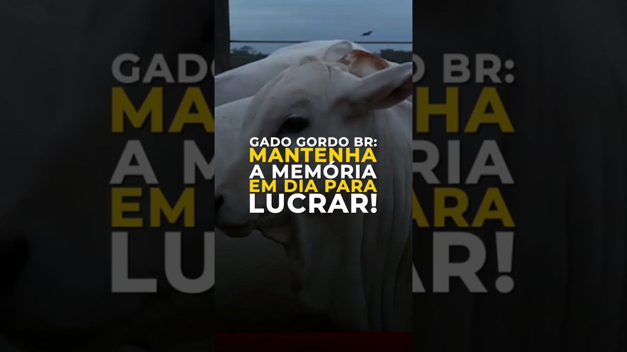 GADO GORDO BR: MANTENHA A MEMÓRIA EM DIA PARA LUCRAR!