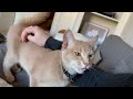 Sweetest Kitty Loves To Talk To His Human