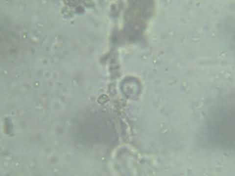 Compost Tea with Fish Hydrolysate Powder