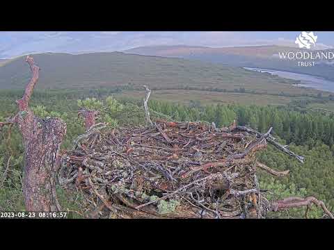 A Coal Tit and a male Chaffinch visit Loch Arkaig Osprey Nest Two 23 Aug 2023
