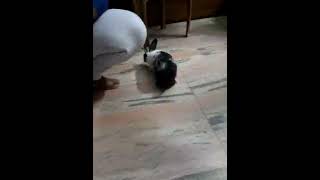 Rabbit Rabbits Videos
