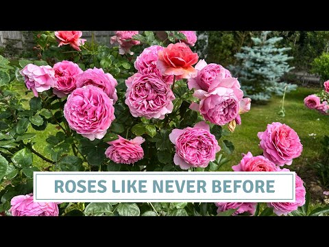Epic Rose Tour: David Austin, Climbers & Hybrid Teas in Full Bloom // Cottoverdi