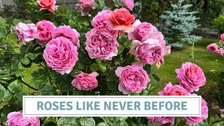 Epic Rose Tour: David Austin, Climbers & Hybrid Teas in Full Bloom // Cottoverdi