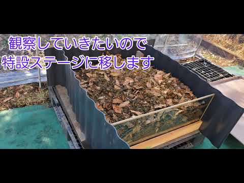 堆肥化した馬糞の使い方は？肥沃な作物を育てるための利点とヒント  庭園