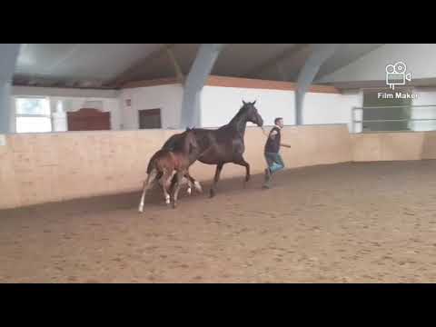 Hengstfohlen von Bellany- Grey Flanell- Rohdiamant , Stamm von So Perfect