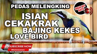 Download lagu #1🔴Isian Tengkek LB Bajing Kekes❗️Cucak Cungkok Gacor Full Isian Melengking mp3