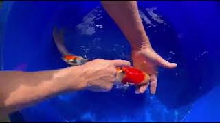 video van Meerstaps Sanke 2508001