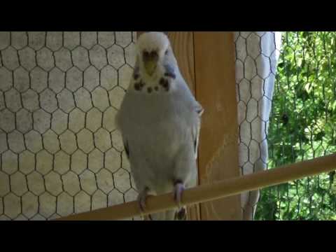 #4 color genetics: cinnamon