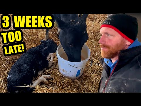 When Sexed Semen Doesn't Go To Plan