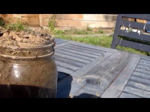 Back Yard Ant Farm--Mason Jar Ant Colony--Surprise Swarmers, Reproductives, and Eggs