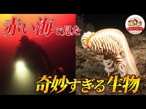 奇妙な幹の生き物