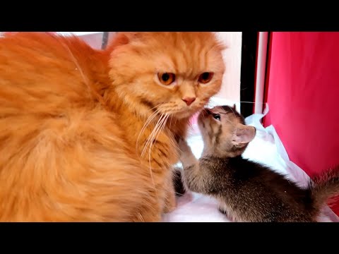 Will My Mother Cat Accept an Abandoned Kitten? Rescued kittens