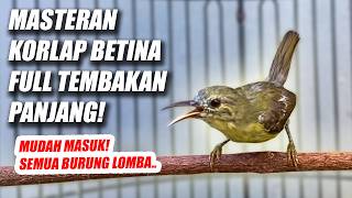 Download lagu MASTERAN KOLIBRI KELAPA BETINA FULL TEMBAKAN NGECRET - KORLAP WICEH BETINA GACOR SUARA JERNIH JEDA mp3