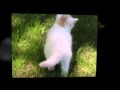 5 Lucky Charming Kittens - Kudu, "Magic Touch"