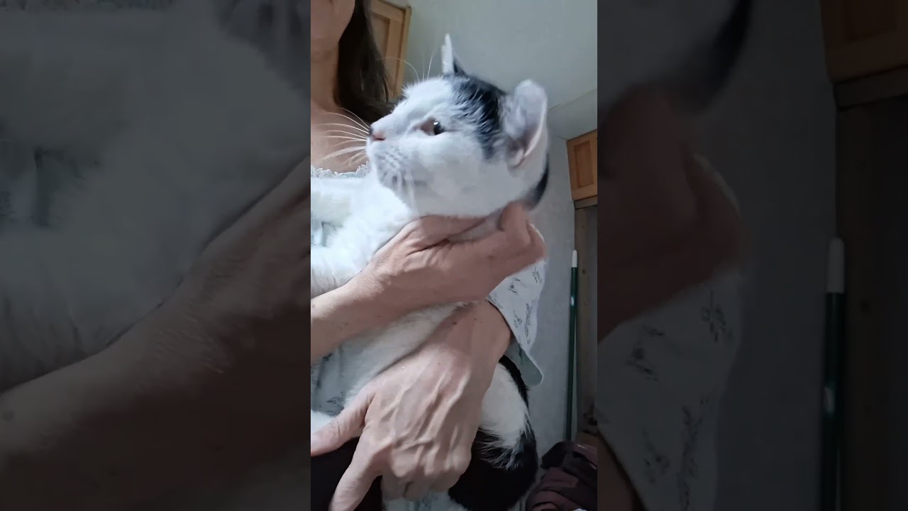 Enlarge Joey, a Adoptable Domestic Short Hair in Asheville, NC video 3/6