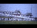 3 500 Ring Billed Gulls