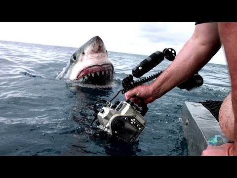 Behind-the-Scenes of the Viral Great White Photo